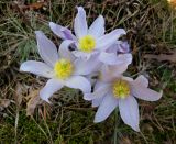 Pulsatilla patens. Цветущее растение (вид сверху) в сосновом лесу на боровой террасе Днепра. Киев, заказник \"Лесники\". 25 апреля 2011 г.