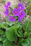 Primula amoena. Цветущее растение. Краснодарский край, г. Сочи, курорт Красная поляна, вершина хр. Аигба (высота 2160 м) 12.07.2026.