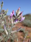 Astragalus astrachanicus