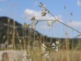 Asperula tenella. Веточка с соцветиями. Крым, Севастополь, Инкерман, гора Монастырская. 05.08.2026.