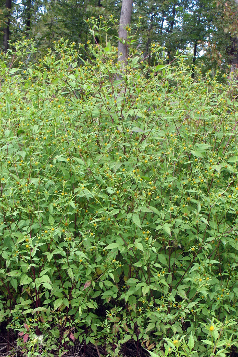 Изображение особи Bidens frondosa.
