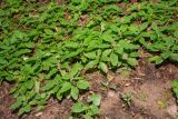 View full-size image Teucrium maximowiczii