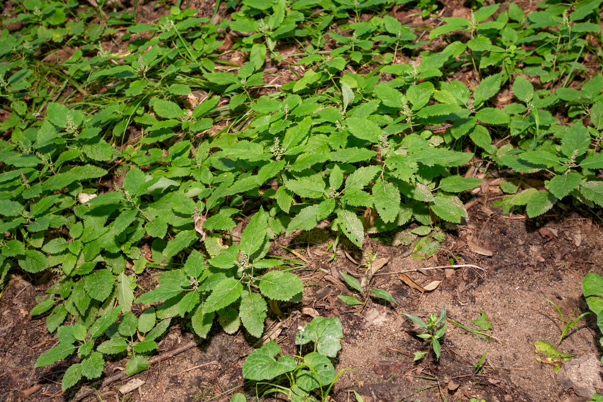 Image of Teucrium maximowiczii specimen.