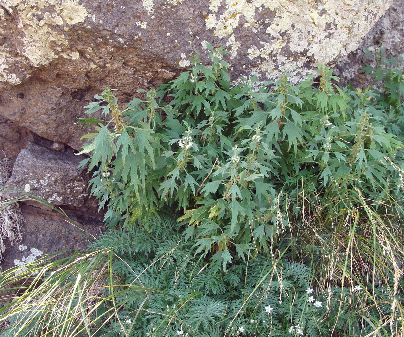 Image of Leonurus quinquelobatus specimen.