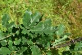 genus Quercus. Часть веточки и листья. Турция, ил Артвин, окр. храма Отхта, на искусственной террасе. 13 июня 2026 г.