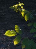 Juglans regia. Лист. Республика Молдова, муниципалитет Кишинёв, г. Кодру, частная усадьба. 16 июля 2026 г.