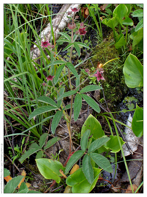 Image of Comarum palustre specimen.