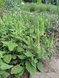 Teucrium lamiifolium