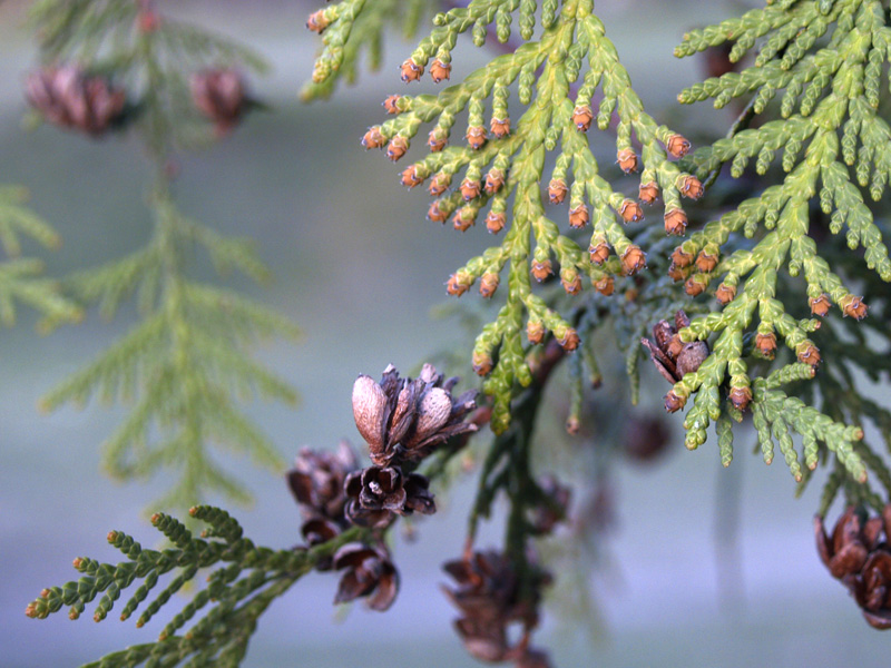 Изображение особи Thuja occidentalis.