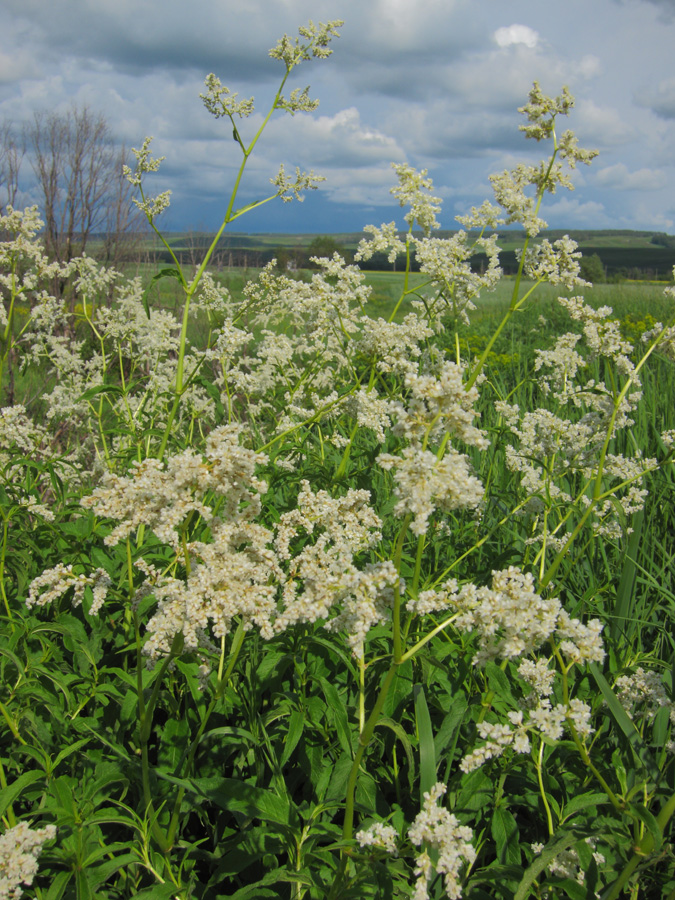 Изображение особи Aconogonon alpinum.