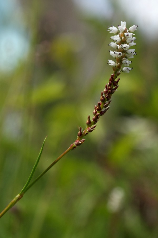 Image of Bistorta vivipara specimen.