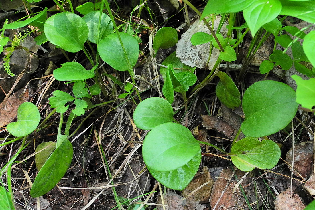 Image of Pyrola dahurica specimen.