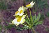 Anemonastrum speciosum