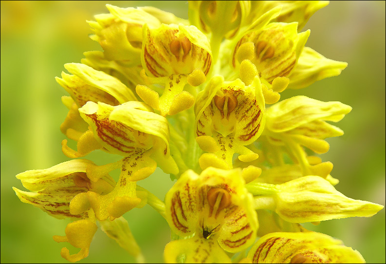 Image of Orchis punctulata specimen.