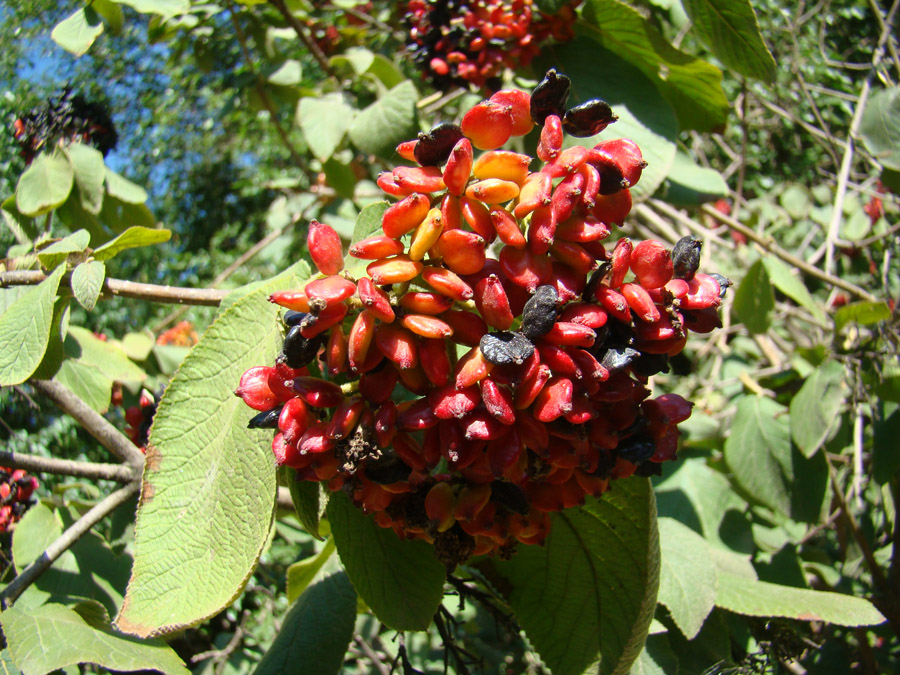 Image of Viburnum lantana specimen.