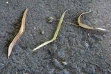 Tilia × europaea