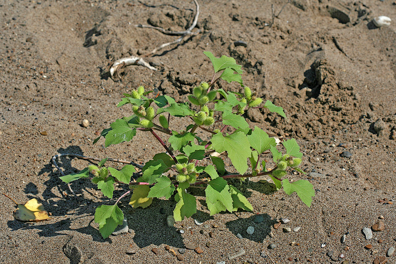 Image of Xanthium orientale specimen.