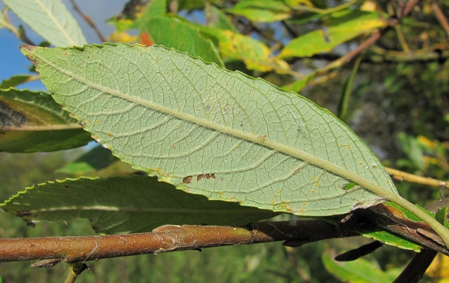 Image of Salix myrsinifolia specimen.