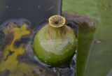 Nuphar lutea