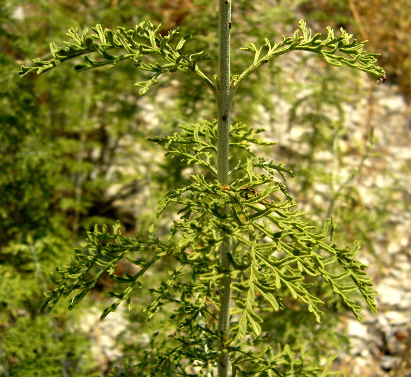 Image of Perovskia abrotanoides specimen.