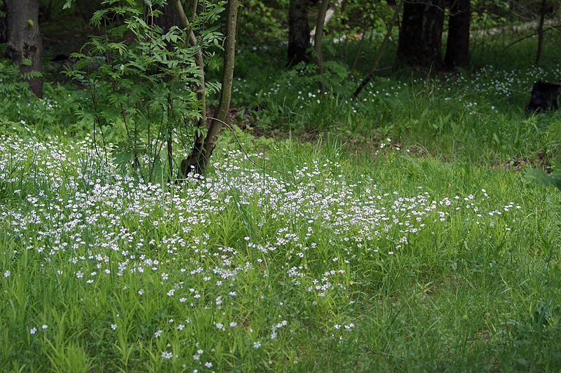 Изображение особи Stellaria holostea.