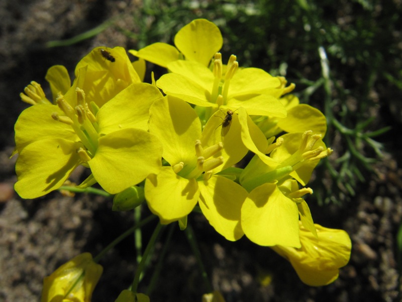 Изображение особи Brassica napus.