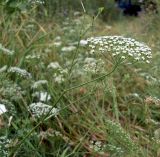 Falcaria vulgaris