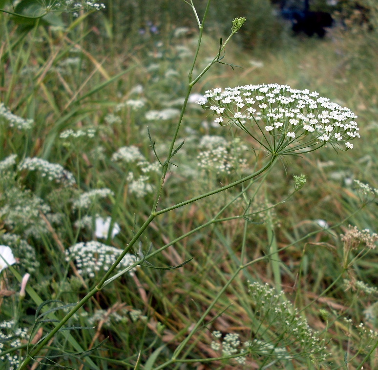 Изображение особи Falcaria vulgaris.