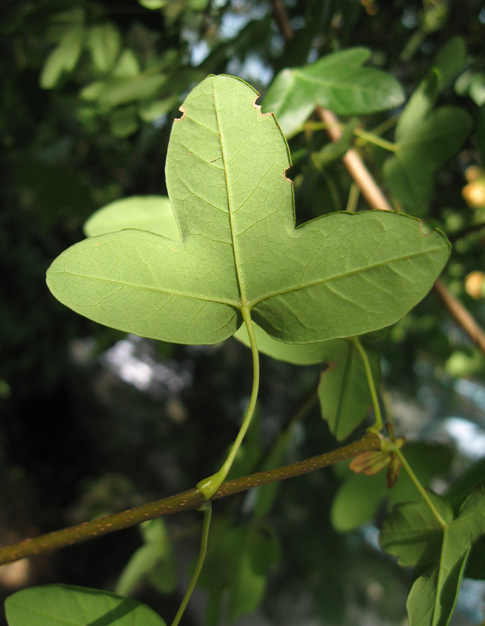 Image of Acer monspessulanum specimen.