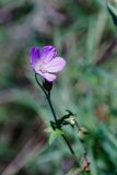 Geranium collinum. Цветок. Ростовская обл., Мясниковский р-н, окр. с. Карпо-Николаевка, долина р. Тузлов. 18.09.2011.