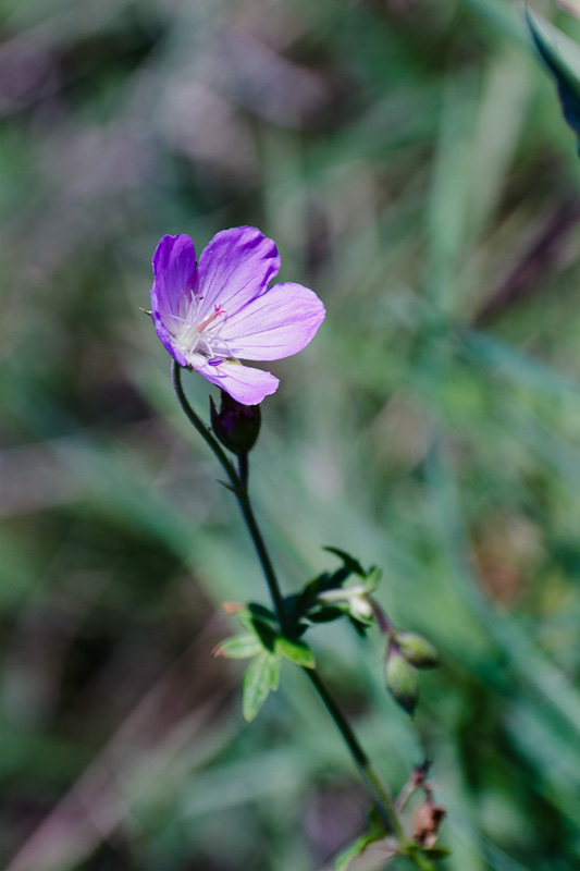 Image of Geranium collinum specimen.