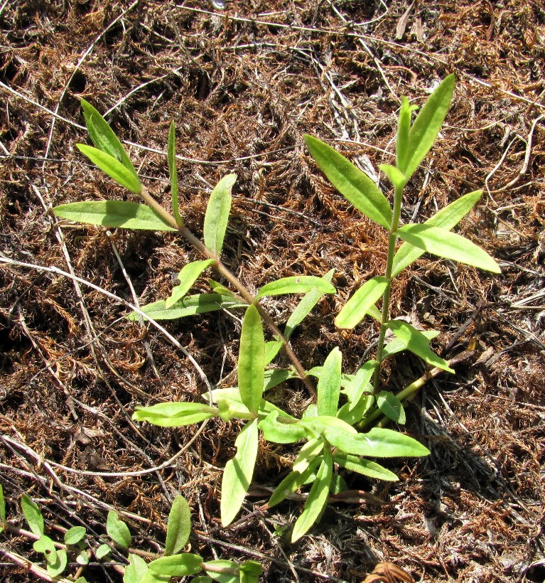 Изображение особи Epilobium palustre.