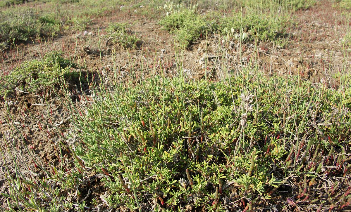 Image of Limonium suffruticosum specimen.