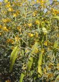 Senna artemisioides. Верхушка ветви с цветками и плодами. Израиль, склон к Мёртвому морю, Эйн-Геди, ботанический сад. 22.02.2011.