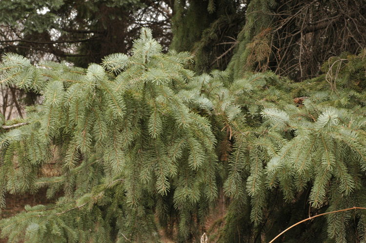 Изображение особи род Picea.