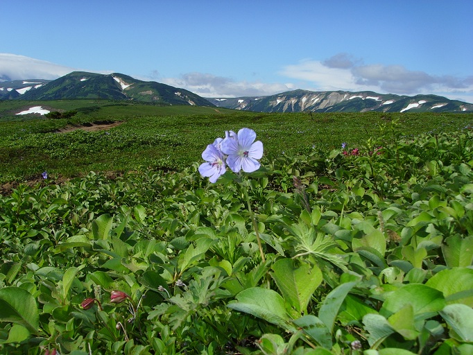 Image of Geranium erianthum specimen.