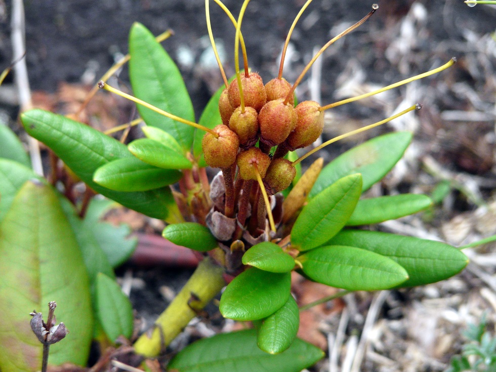 Image of Rhododendron aureum specimen.