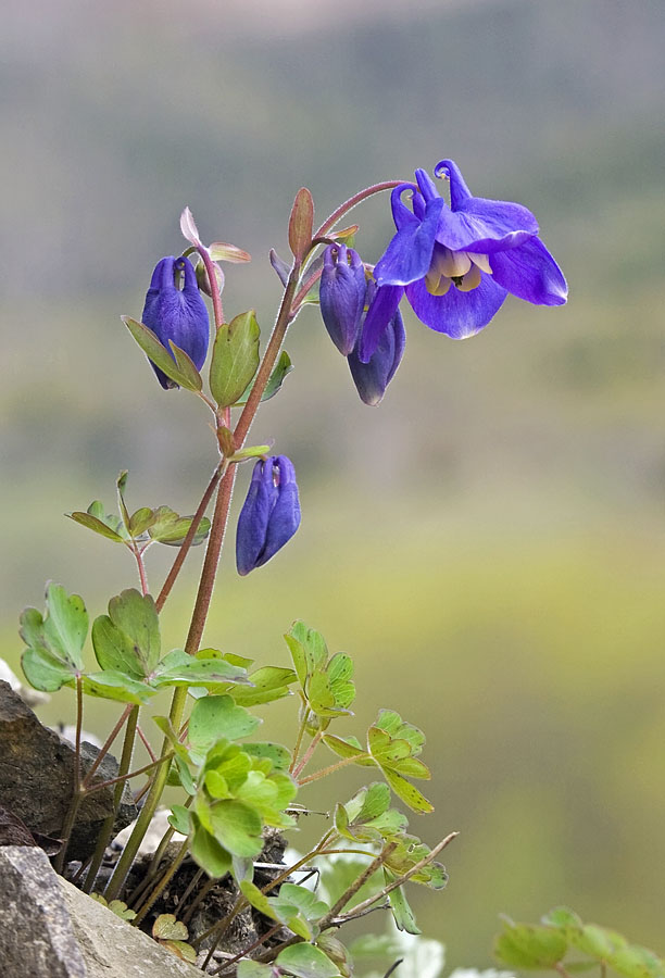 Изображение особи Aquilegia flabellata.