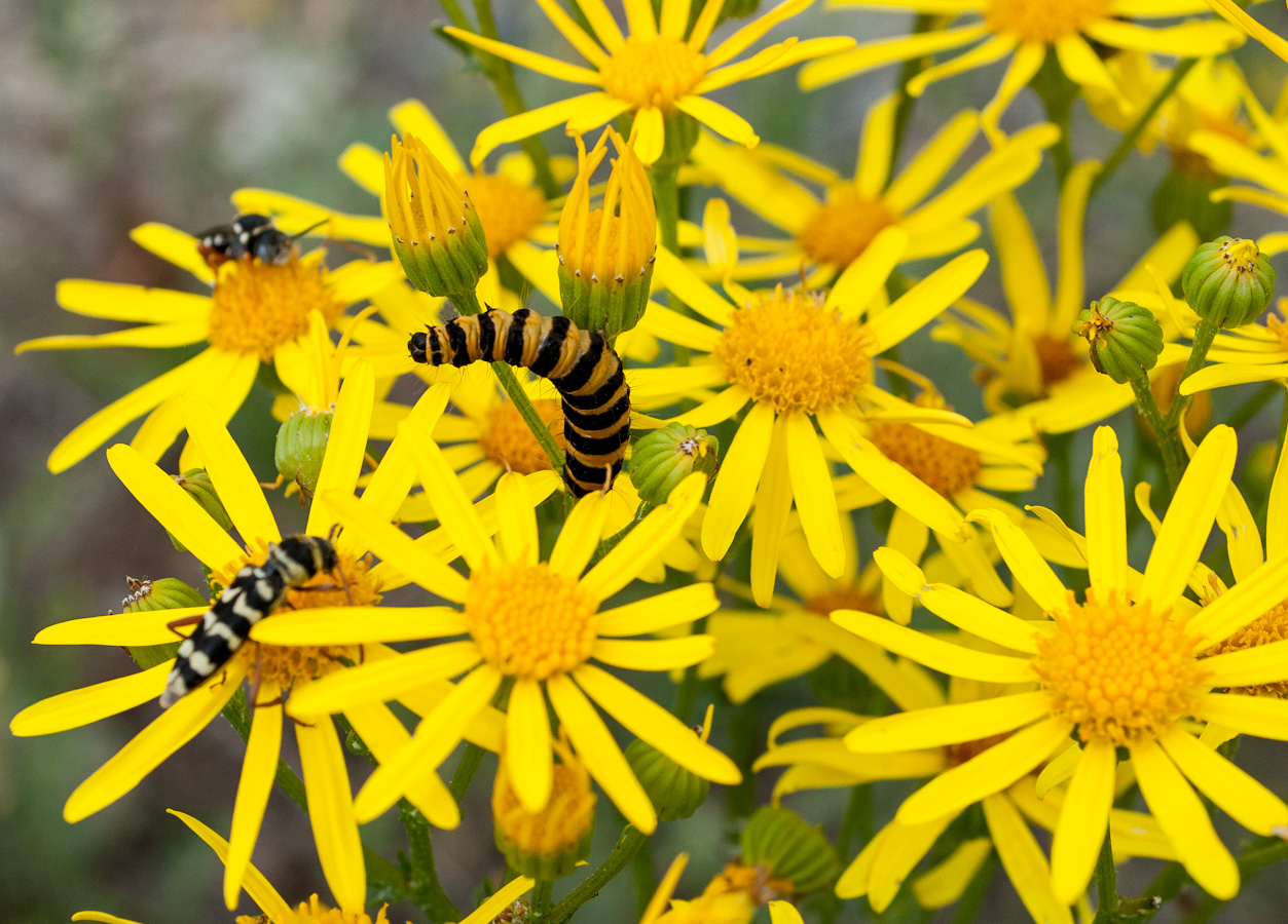 Изображение особи Senecio jacobaea.