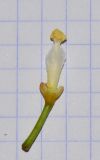 Brachychiton australis