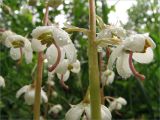 Pyrola rotundifolia. Часть соцветия. Ленинградская обл., Ломоносовский р-н, долина р. Шингарка, хвойный лес. 20.06.2009.