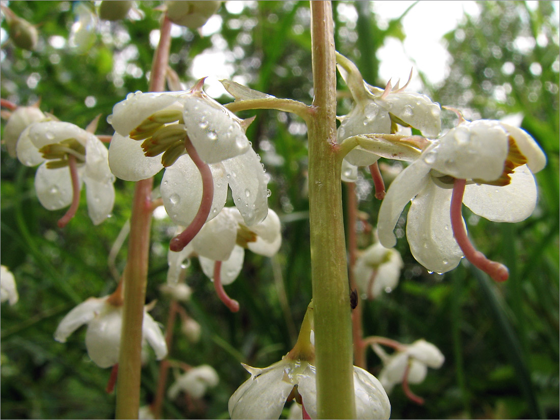 Image of Pyrola rotundifolia specimen.