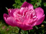 Paeonia lactiflora