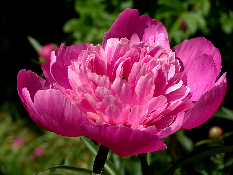 Image of Paeonia lactiflora specimen.