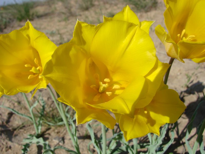 Image of Tulipa lehmanniana specimen.