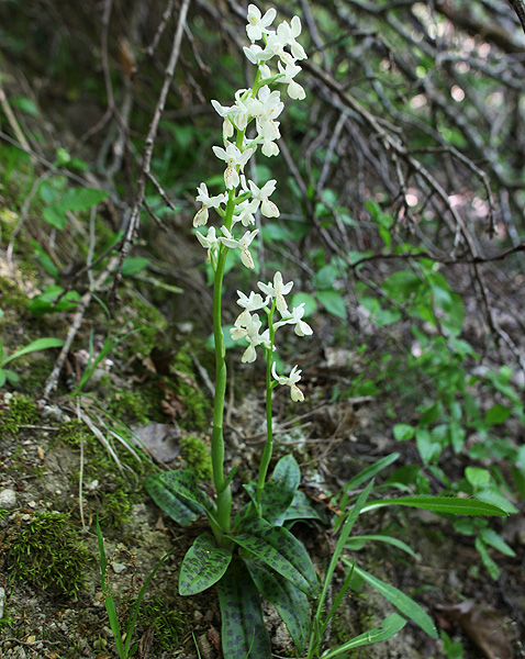 Image of Orchis provincialis specimen.