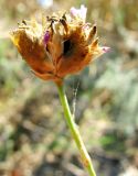 Petrorhagia prolifera