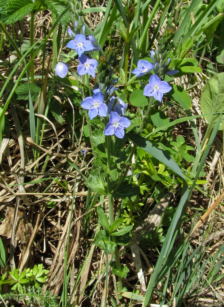 Image of Veronica krylovii specimen.