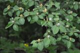 Lonicera xylosteum. Часть ветви с соцветиями. Московская обл., окр. г. Звенигород. 19.05.2012.