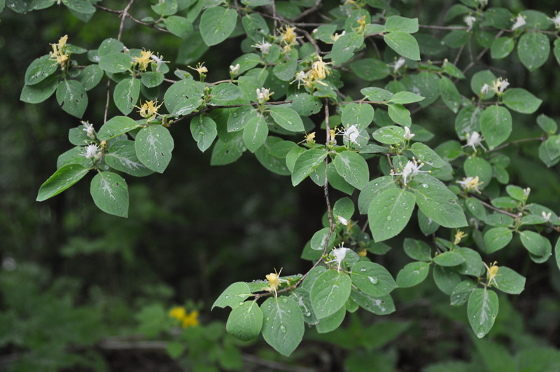 Изображение особи Lonicera xylosteum.